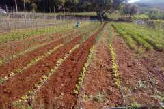 IMG-20200511-WA0029