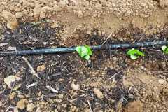 IMG-20200516-WA0004