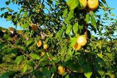 IMG-20200721-WA0011