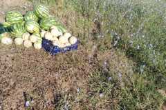 IMG-20200721-WA0018