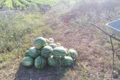 IMG-20200721-WA0022