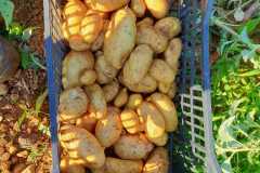 IMG-20200721-WA0024