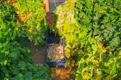 IMG-20200721-WA0039